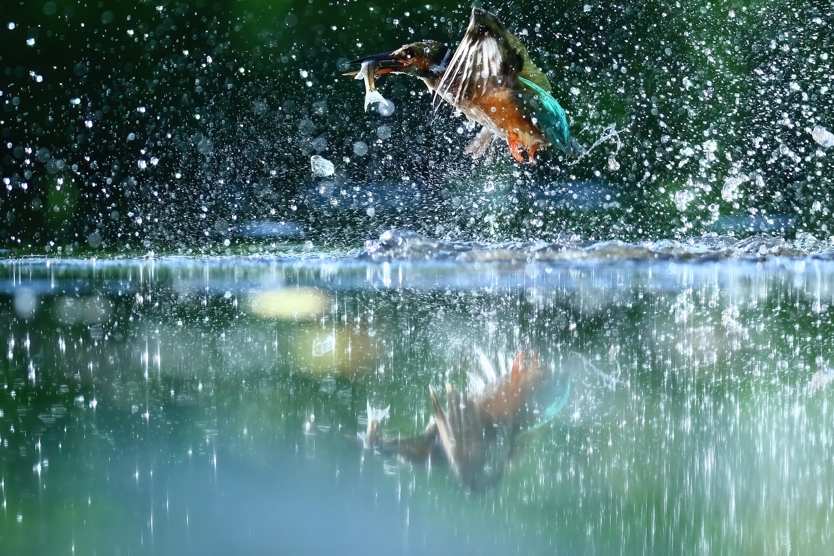 Eisvogel mit Beute