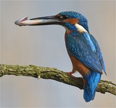 Eisvogel mit Beute