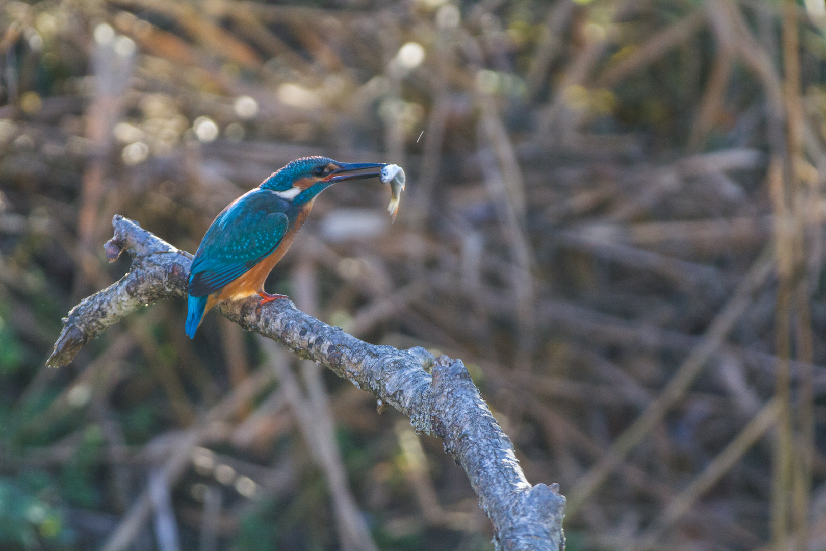 Eisvogel mit Beute