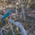 Eisvogel mit Beute