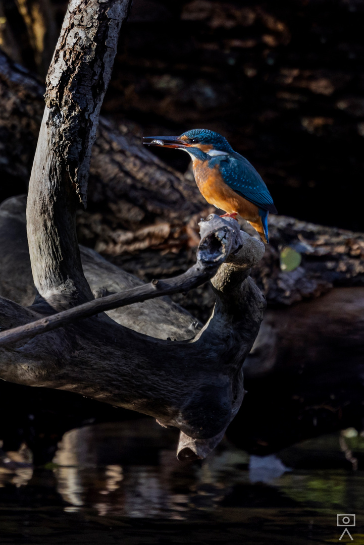 Eisvogel mit Beute