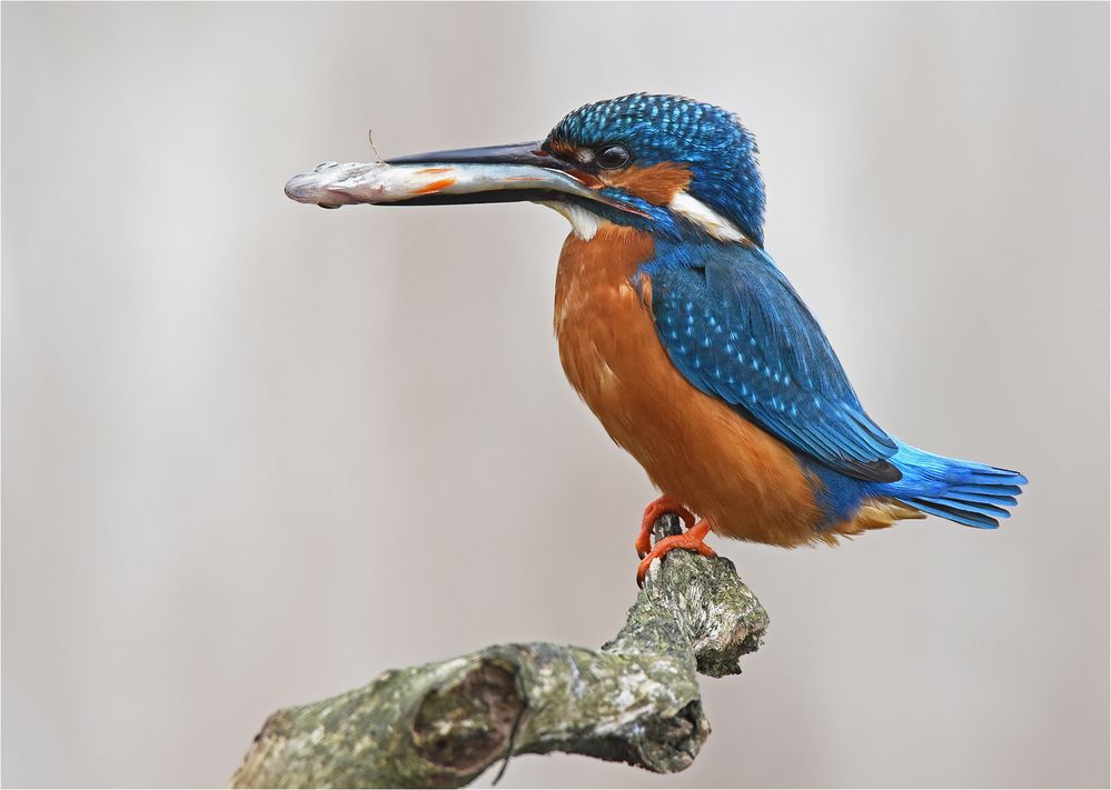 Eisvogel mit Beute