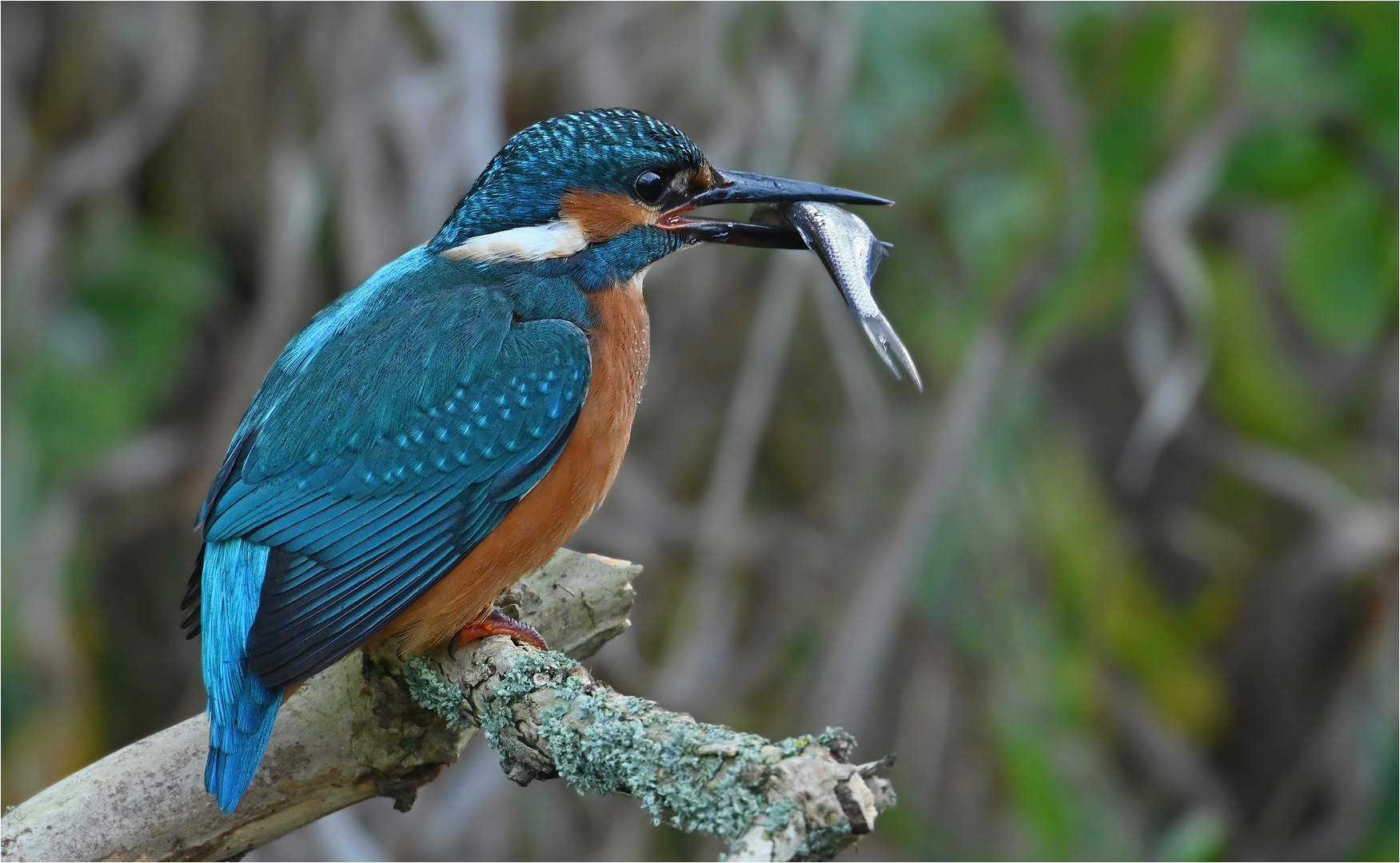 Eisvogel mit Beute