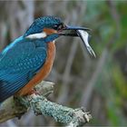 Eisvogel mit Beute