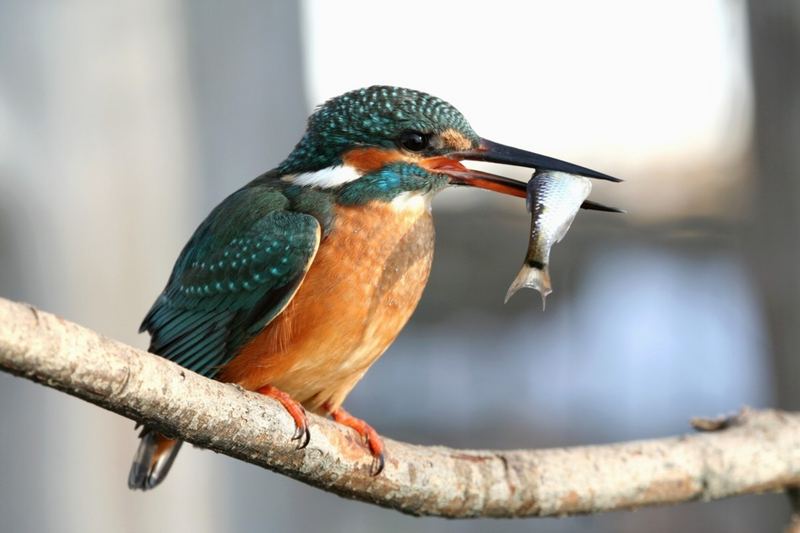 Eisvogel mit Beute