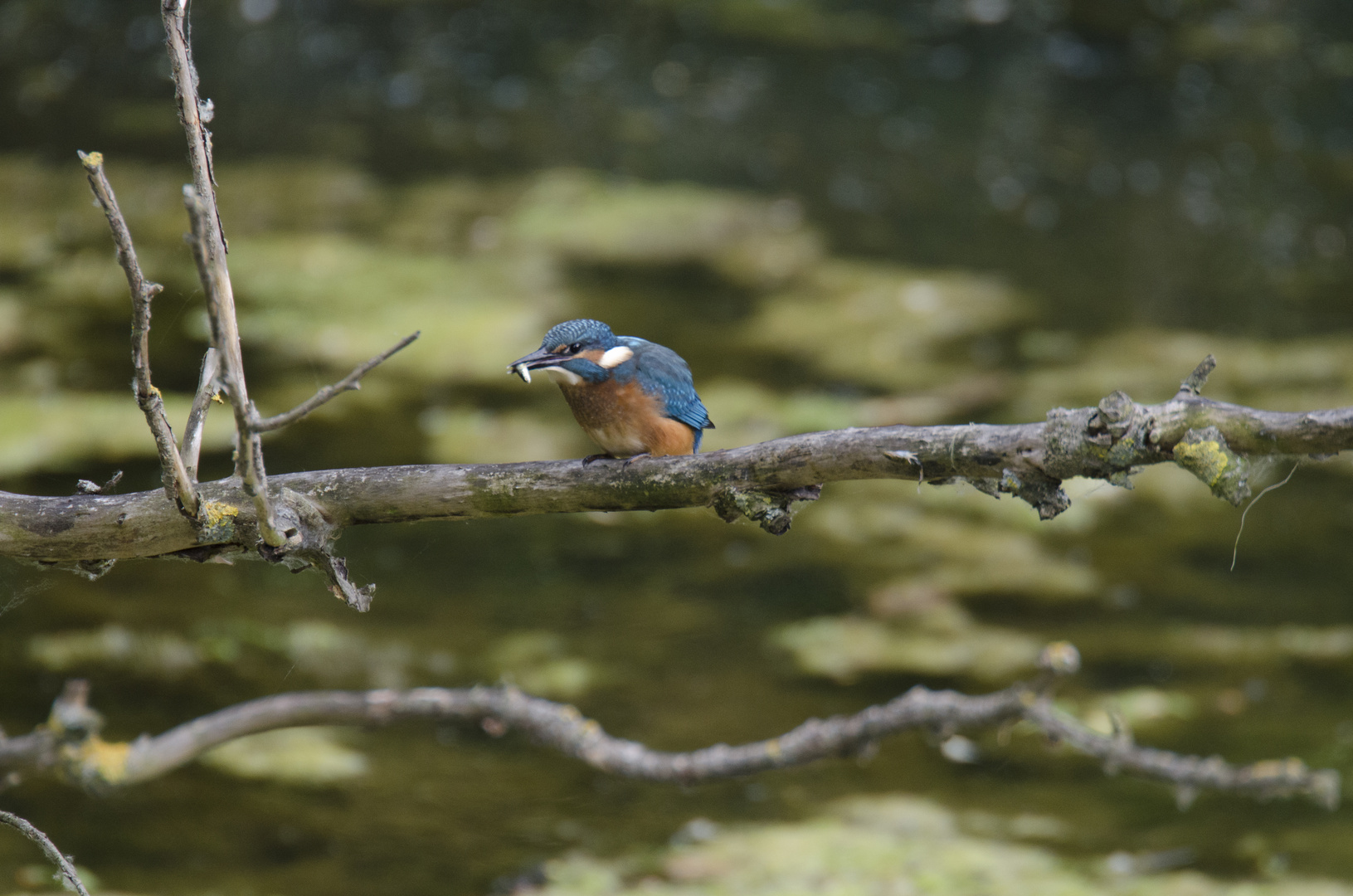 Eisvogel mit Beute