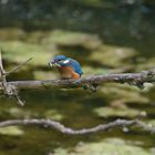 Eisvogel mit Beute