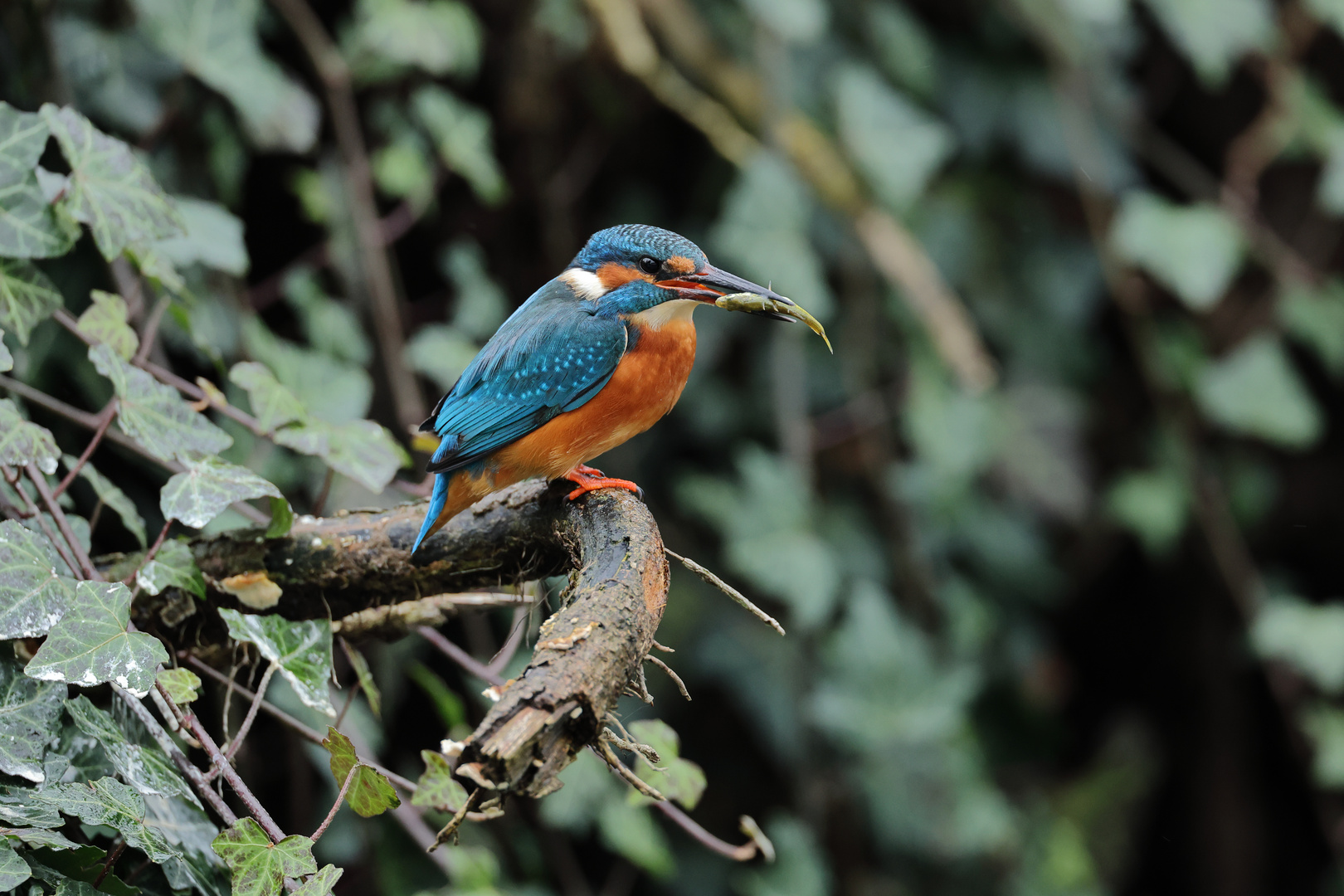 Eisvogel mit Beute