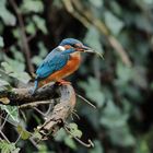 Eisvogel mit Beute