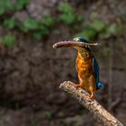 Eisvogel mit Beute 