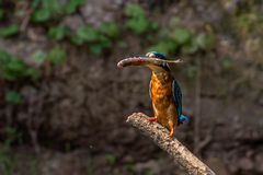 Eisvogel mit Beute 