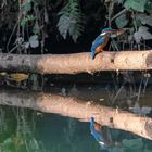 Eisvogel mit Beute gespiegelt 