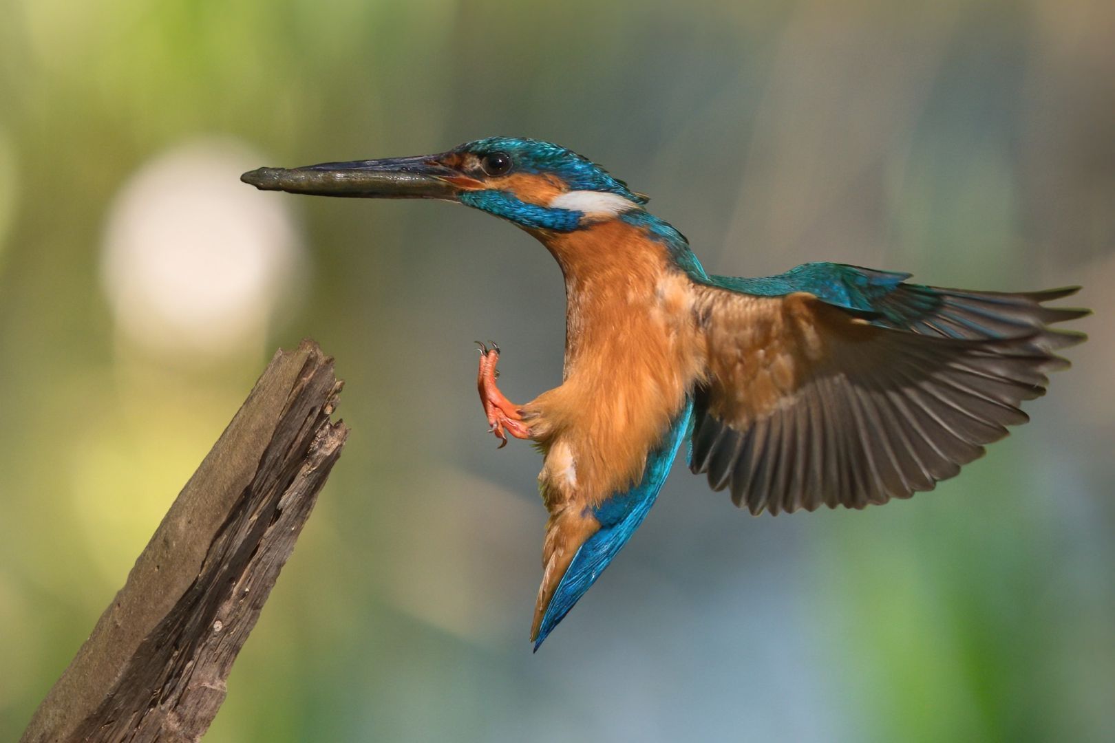 Eisvogel mit Beute im Anflug