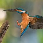 Eisvogel mit Beute im Anflug