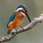 Eisvogel mit Beute im Visier