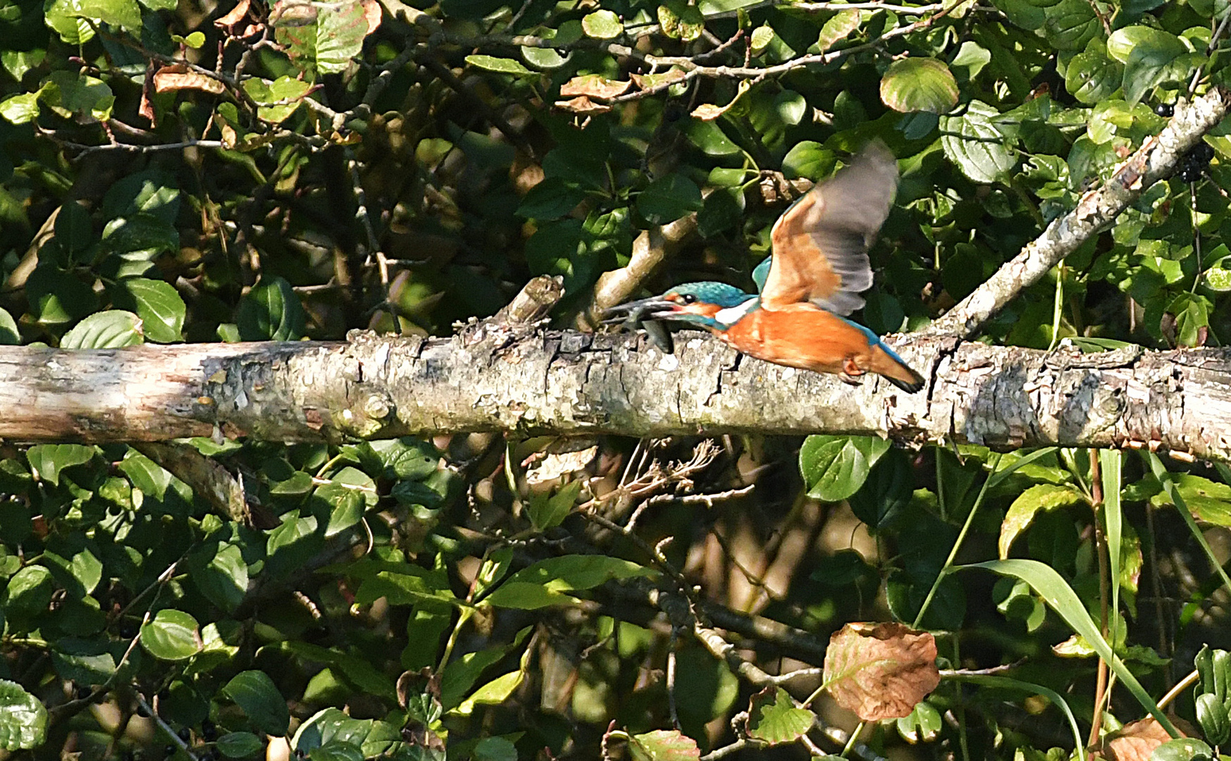 Eisvogel mit Beute im Vorbeiflug Doku