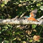 Eisvogel mit Beute im Vorbeiflug Doku