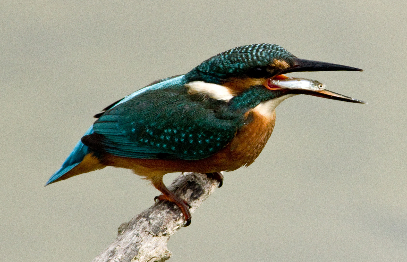 Eisvogel mit Beute -- in der falschen Richtung