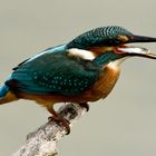 Eisvogel mit Beute -- in der falschen Richtung