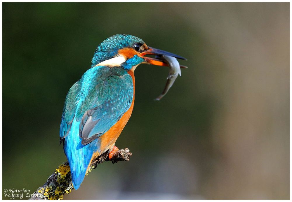 --- Eisvogel mit Beute Nr. 6 --- ( Alcedo atthis )