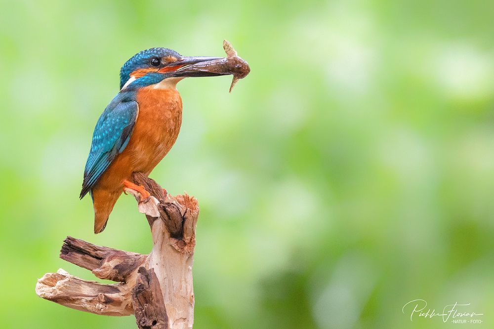 Eisvogel mit Beute(1)