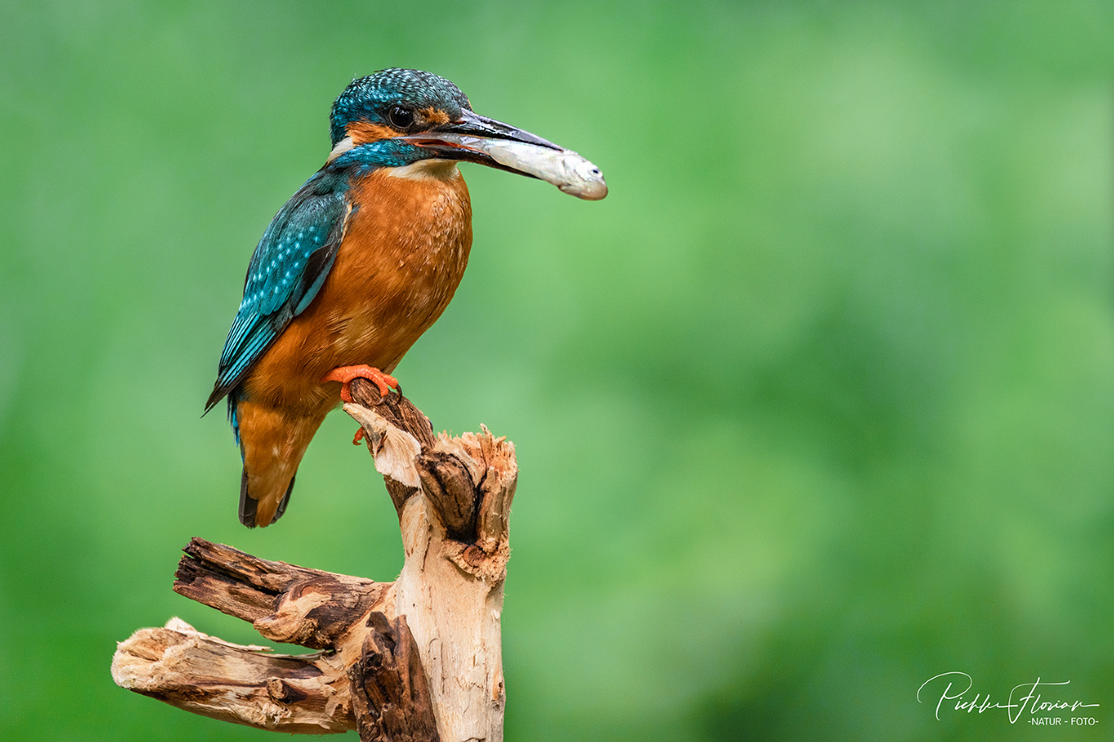 Eisvogel mit Beute(3)