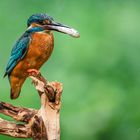 Eisvogel mit Beute(3)