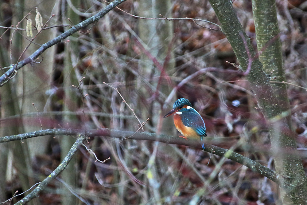 Eisvogel mit Beuteblick