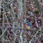 Eisvogel mit Beuteblick