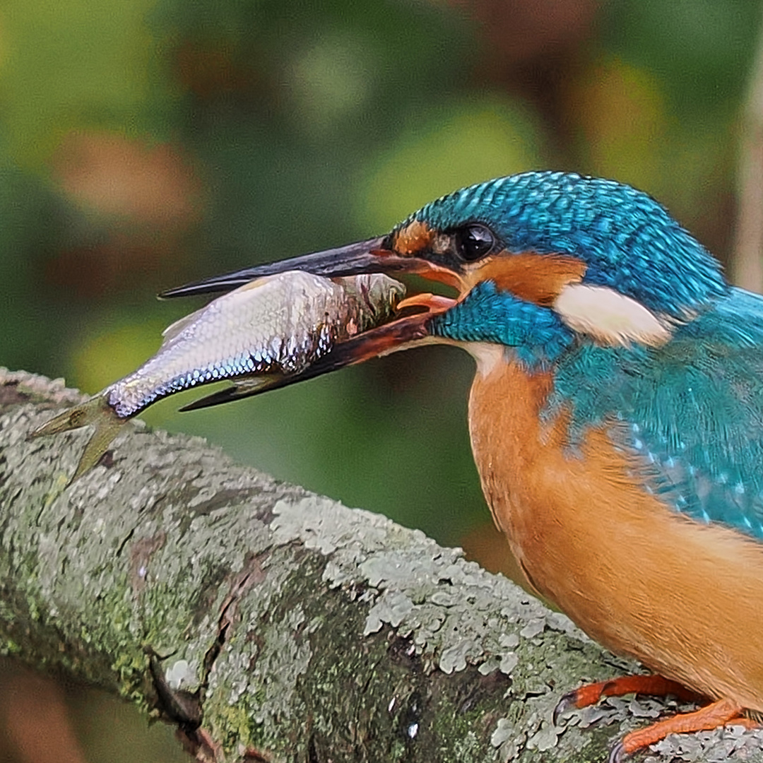 Eisvogel mit Beutefisch