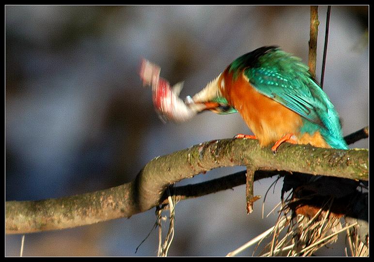 Eisvogel mit Beutefischchen