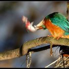 Eisvogel mit Beutefischchen