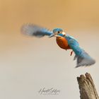 Eisvogel mit Bewegungsunschärfe 