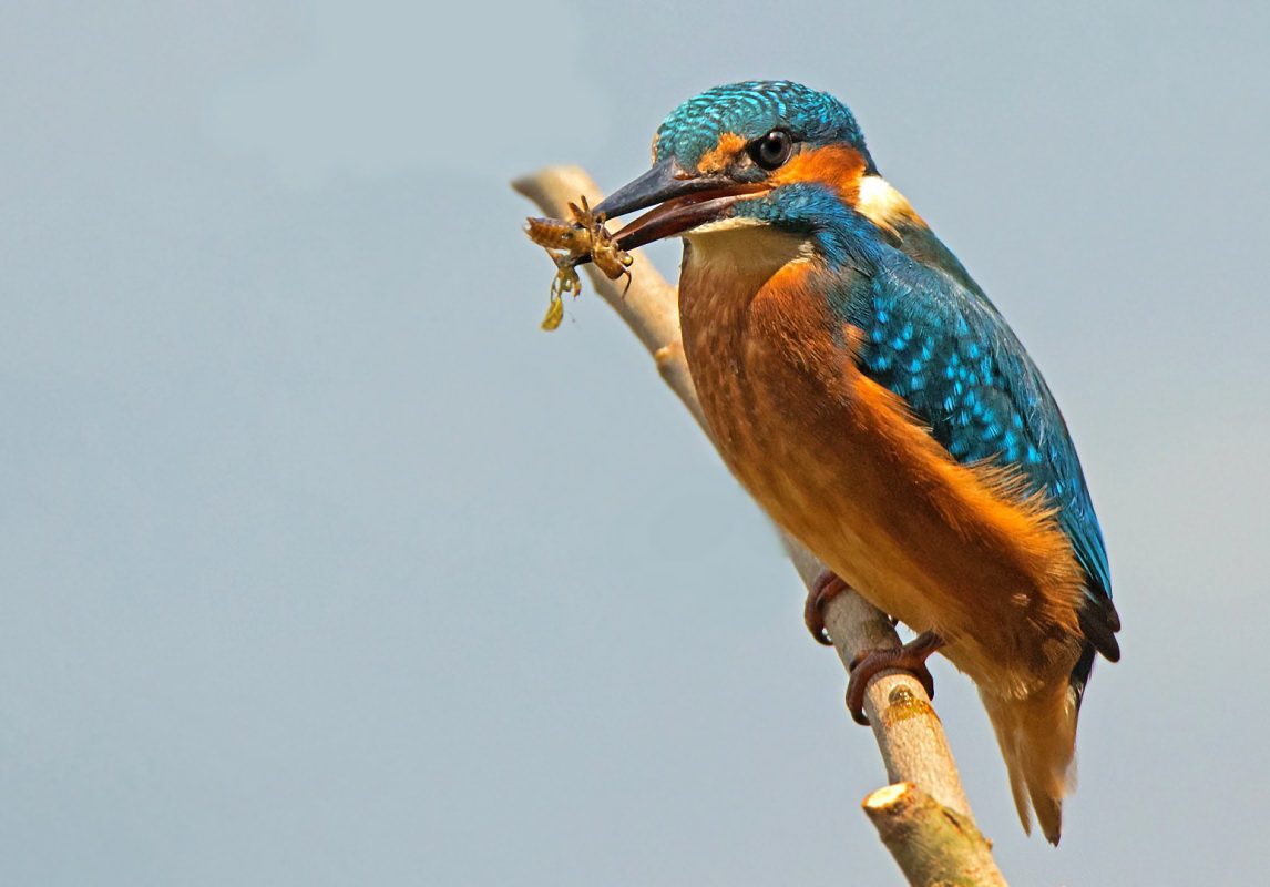 Eisvogel mit Biene