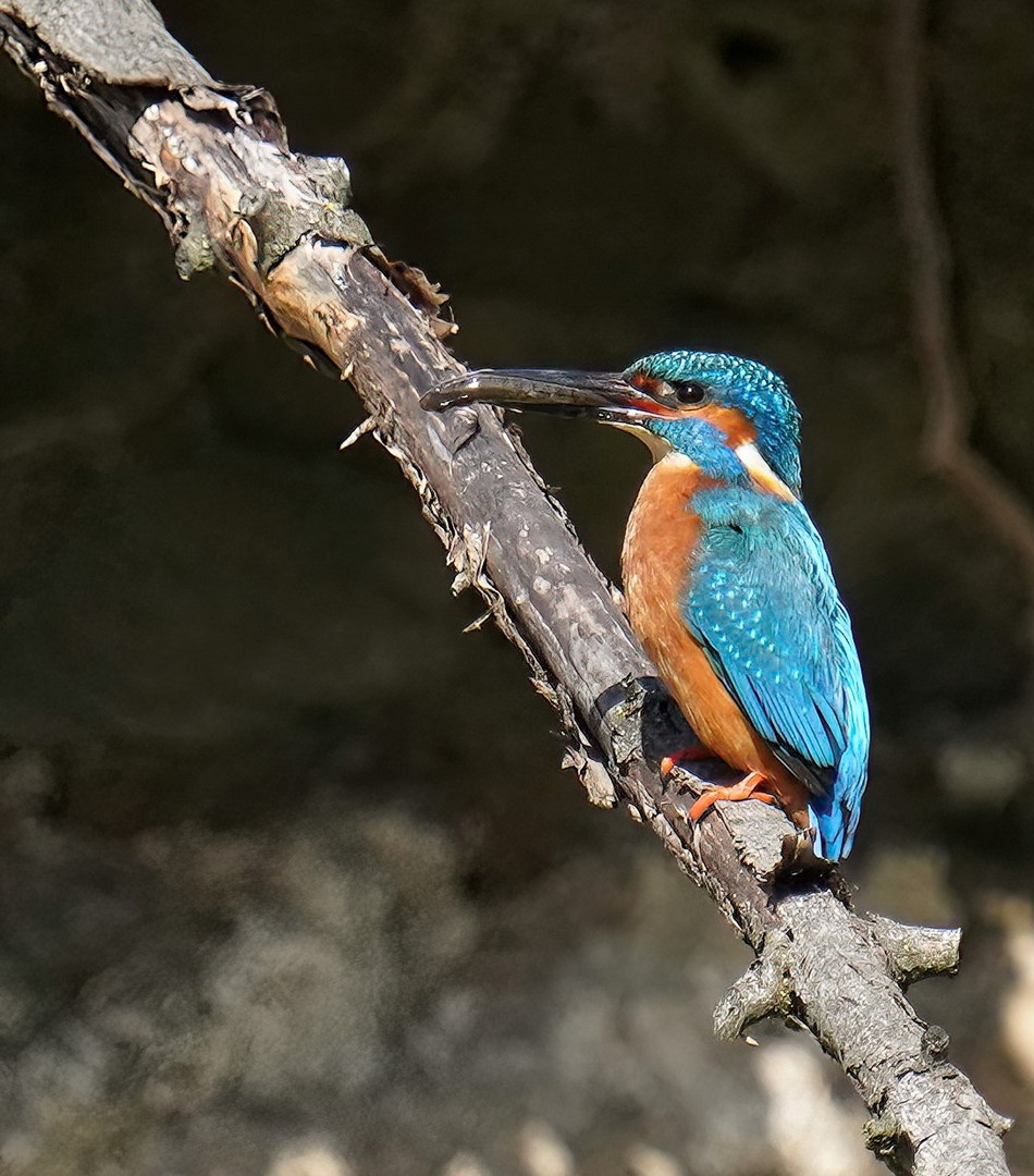 Eisvogel  mit Brautgeschenk 