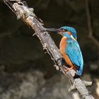 Eisvogel  mit Brautgeschenk 