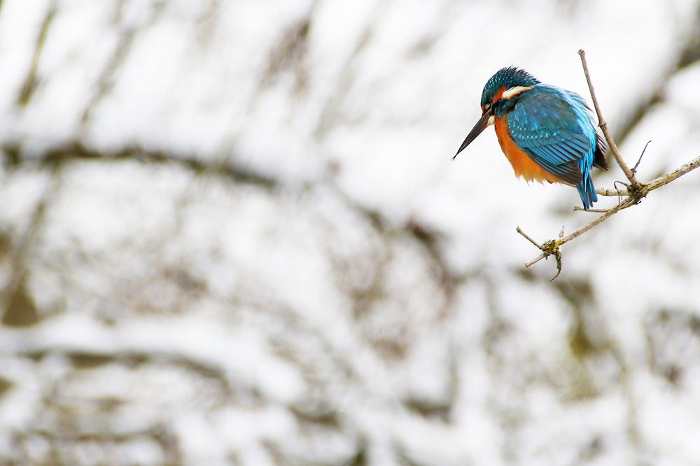 Eisvogel mit dem Beuteblick von oben