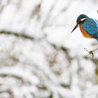 Eisvogel mit dem Beuteblick von oben