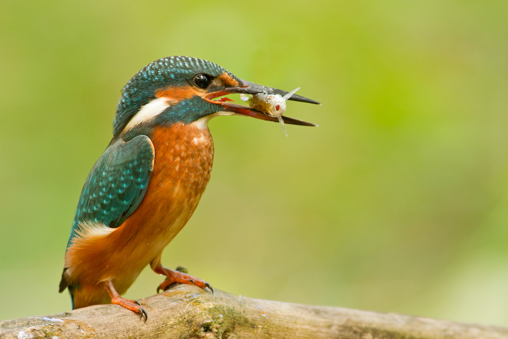 Eisvogel mit dem Mittagessen.