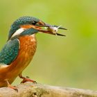 Eisvogel mit dem Mittagessen.