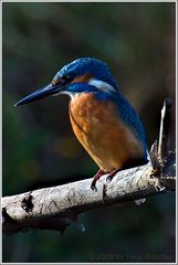 (Eisvogel)  Mit den letzten Sonnenstrahlen ....