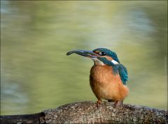 Eisvogel mit der Beute