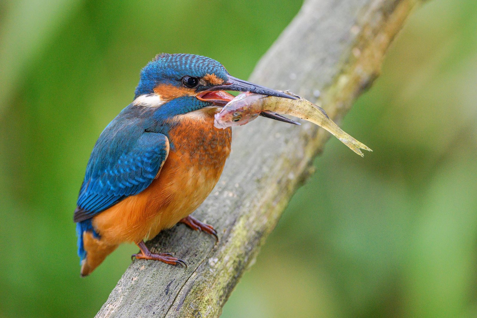 Eisvogel mit Egli zum Frühstück