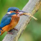 Eisvogel mit Egli zum Frühstück