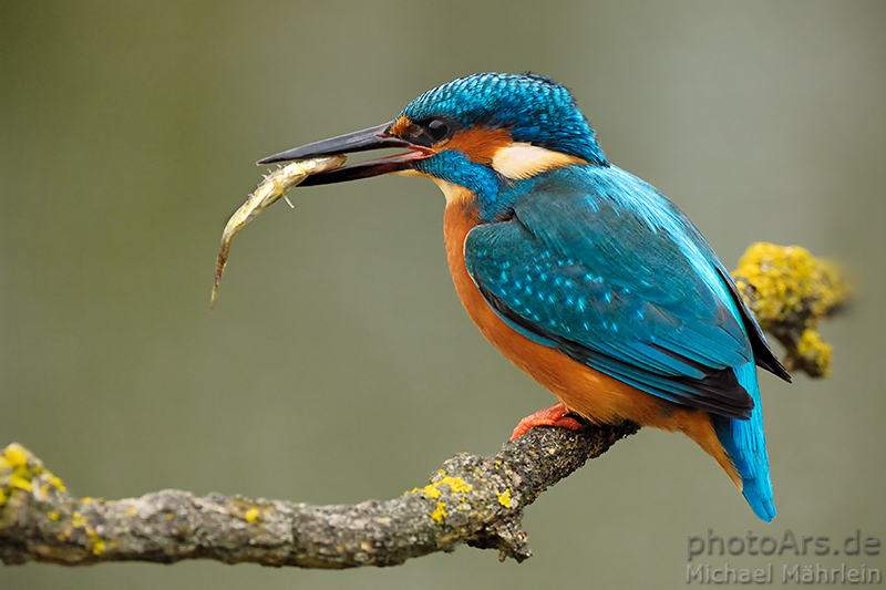 Eisvogel mit einem kleinen Stichling