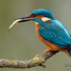 Eisvogel mit einem kleinen Stichling