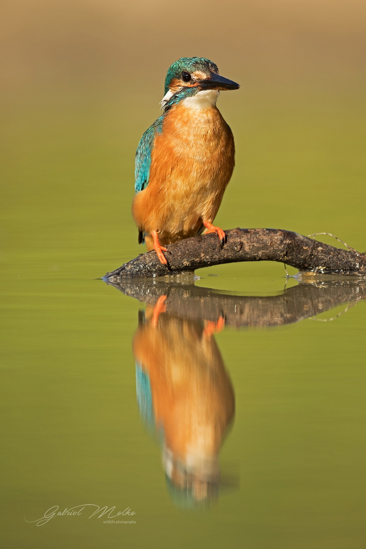 Eisvogel mit einem Spiegel :)