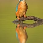 Eisvogel mit einem Spiegel :)