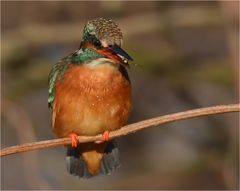 Eisvogel mit erbeutetem Rückenschwimmer