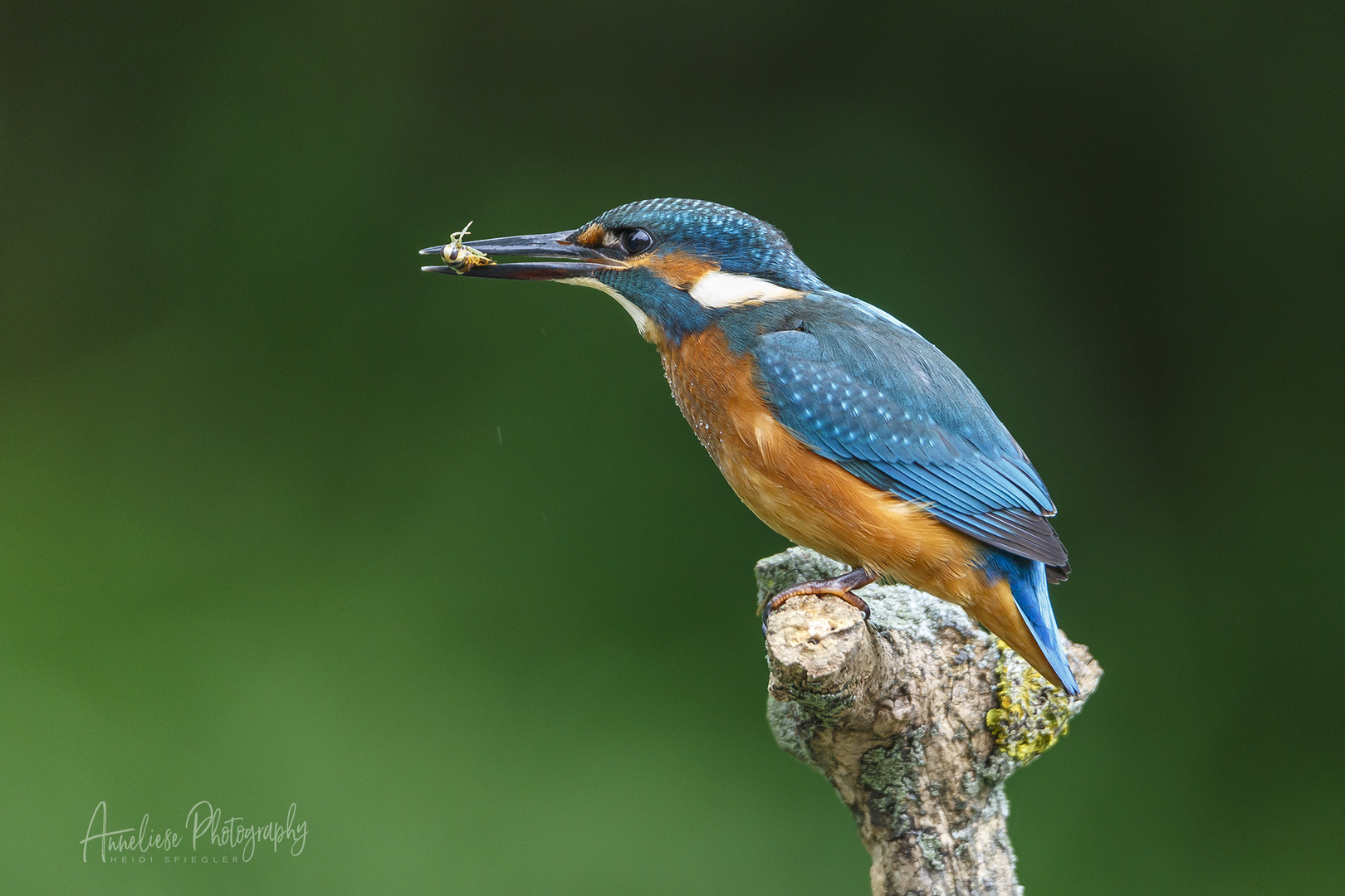 Eisvogel mit erbeutetem Wasserfloh